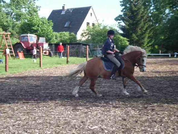 Ist Das Reiten Auf Einem Unprofessionellen Hof Richtiges Reiten Pferde Reiterhof Pferdehaltung