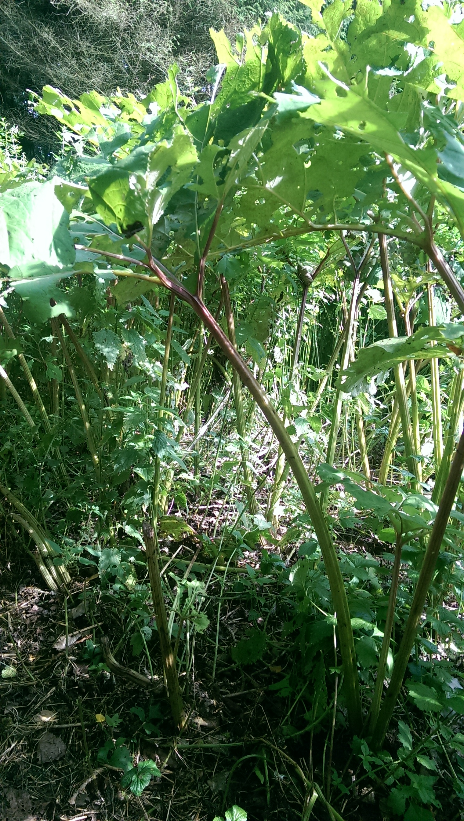 Ist das Rhabarber (kochen, Pflanzen, Garten)