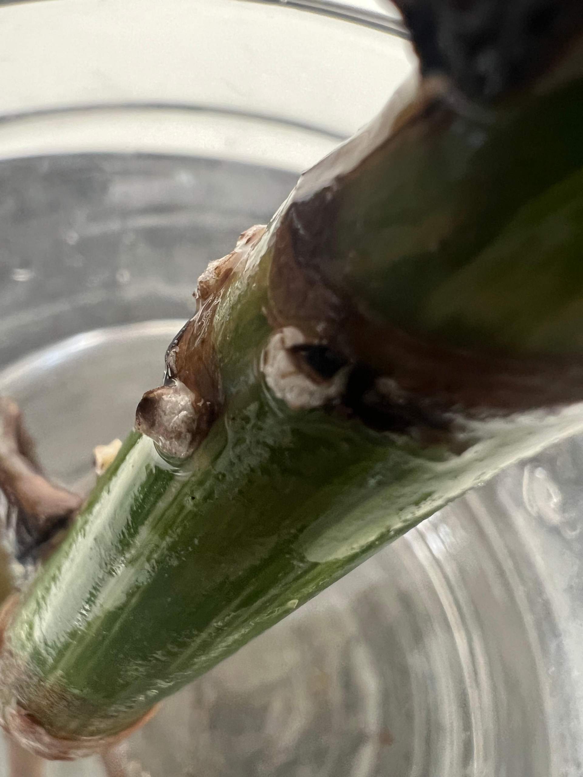 Ist das Schimmel an meinem Monstera variegate Steckling? (Pflanzenpflege,  Zimmerpflanzen, Schimmelbefall)