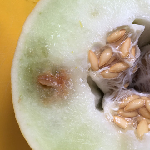 Bild von der Melone  - (Essen, Schimmel, Honigmelone)