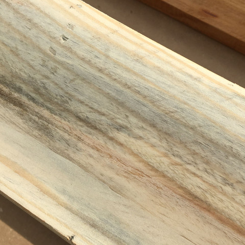 Schimmelpilze Mehr Fur Den Menschen Als Fur Das Holz Gefahrlich