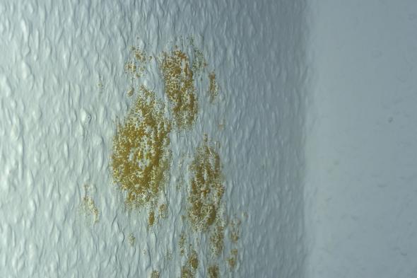 ist das schimmel auf der tapete oder sind es eier milben oder was sonst insekten staublause
