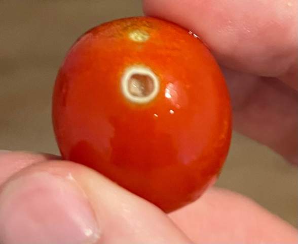 Ist das Schimmel auf der Tomate? (Gemüse, Haltbarkeit ... Ist das Schimmel auf der Tomate? (Gemüse, Haltbarkeit ...