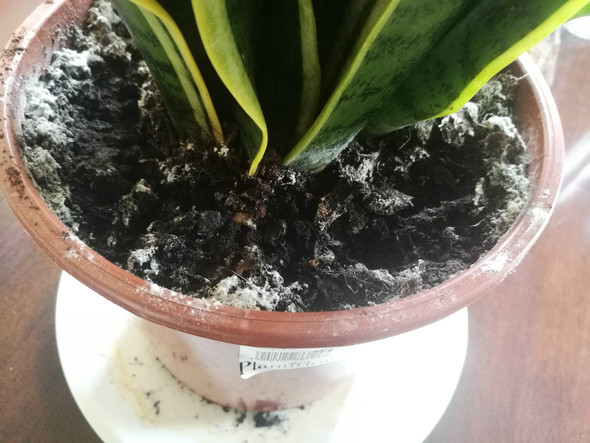 Ist Das Schimmel Kalk Oder Staub Auf Meiner Zimmerpflanze