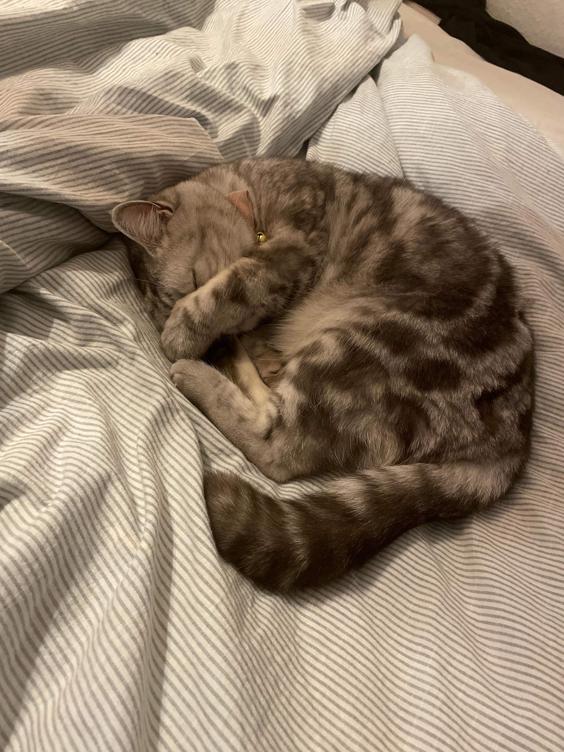 Ist Das Schlimm Wenn Das Jungfernhäutchen Reißt Ist das schlimm wenn meine Katze so schläft mit der Hand über dem Kopf