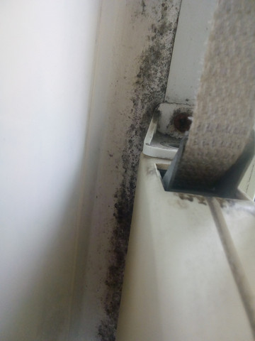 Ist Das Schwarzer Giftiger Schimmel Giftig