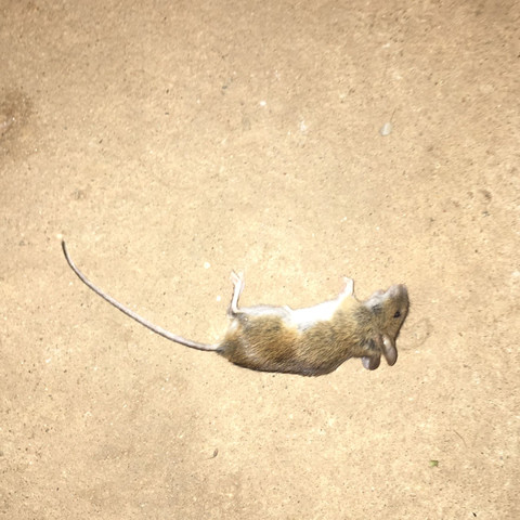 Ratte oder Maus  - (Tiere, Katze, Maus)