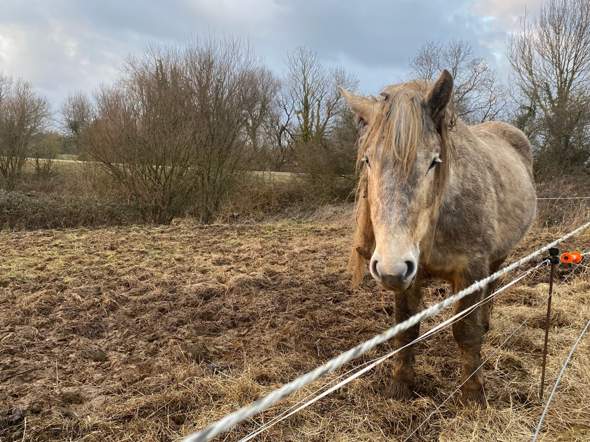 - (Pferd, Reiten, Tierarzt)