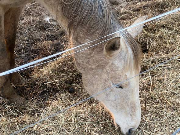- (Pferd, Reiten, Tierarzt)