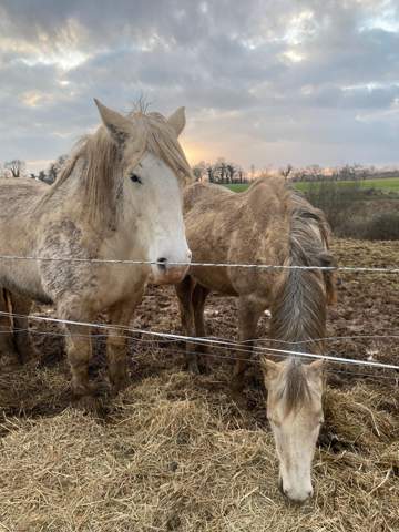 - (Pferd, Reiten, Tierarzt)