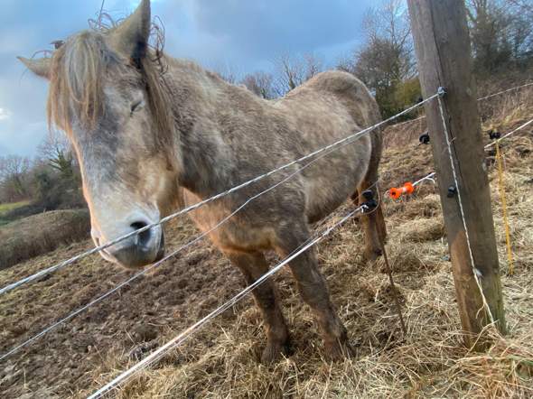 - (Pferd, Reiten, Tierarzt)