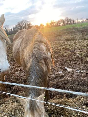 - (Pferd, Reiten, Tierarzt)