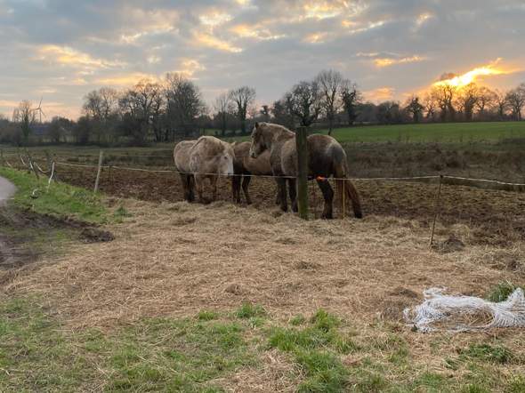 - (Pferd, Reiten, Tierarzt)