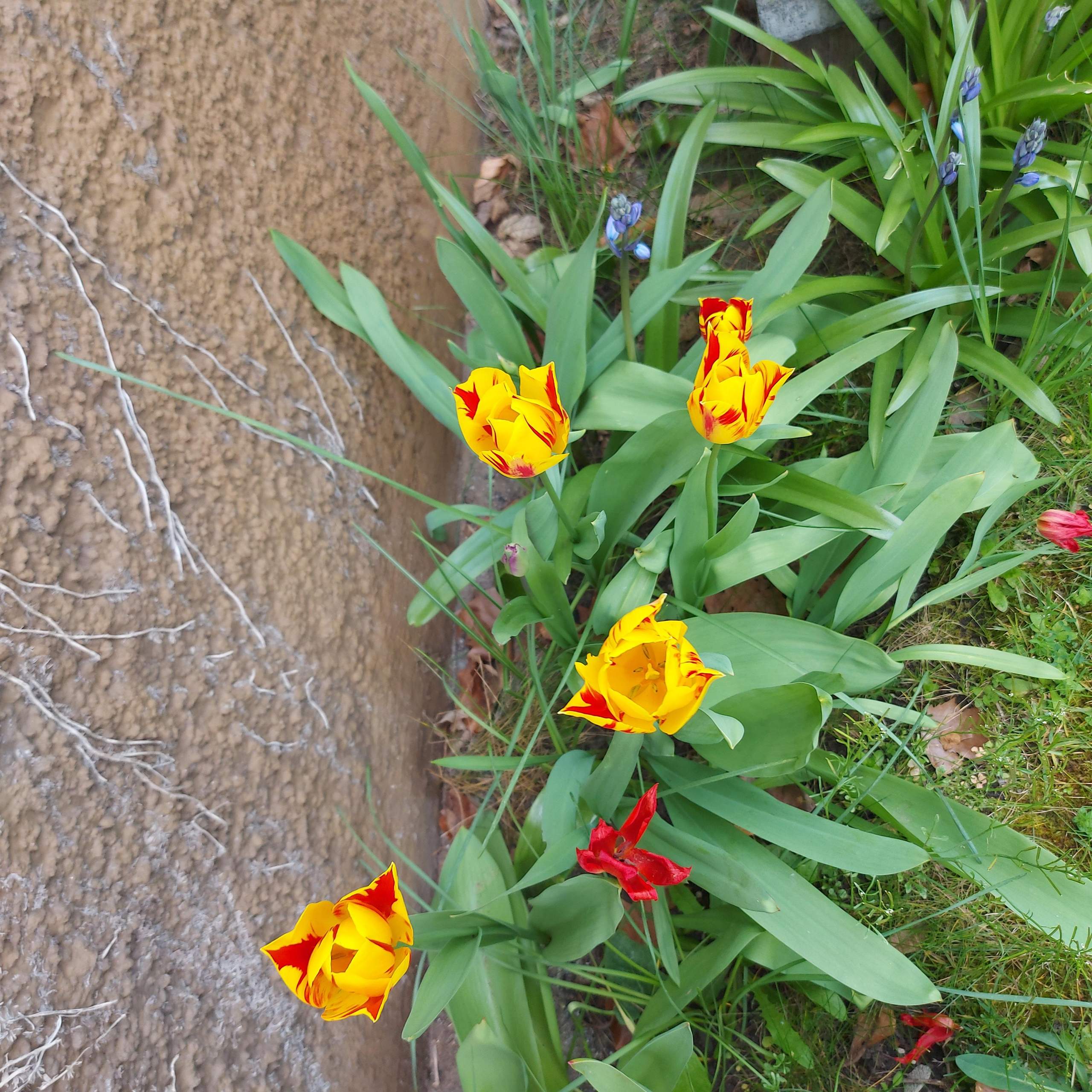 Ist das Tulpen Mosaikvirus? (Virus, Pflanzen, Garten)