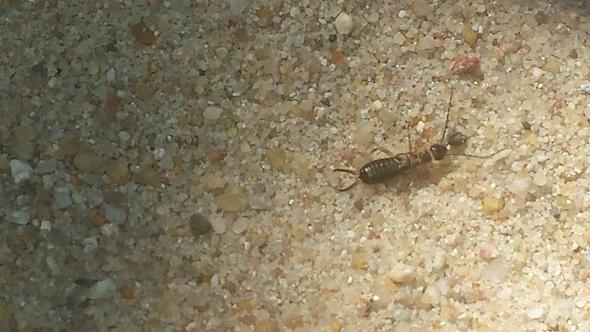 Ist Das Wirklich Ein Ohrenkneifer Biologie Insekten