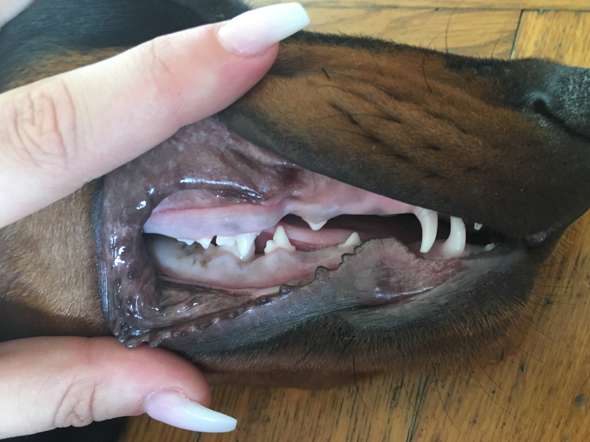 Ist das Zahnfleisch meines Welpen normal? (Gesundheit, Hund)
