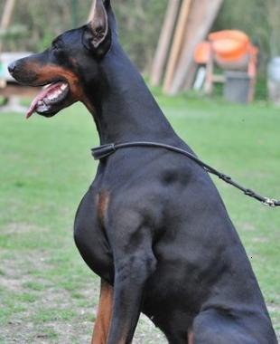 Ist Das Zu Extrem Wirkt Sich Das Auf Das Herz Etc Aus Dobermann Brustkorb Gesundheit Hund Zucht