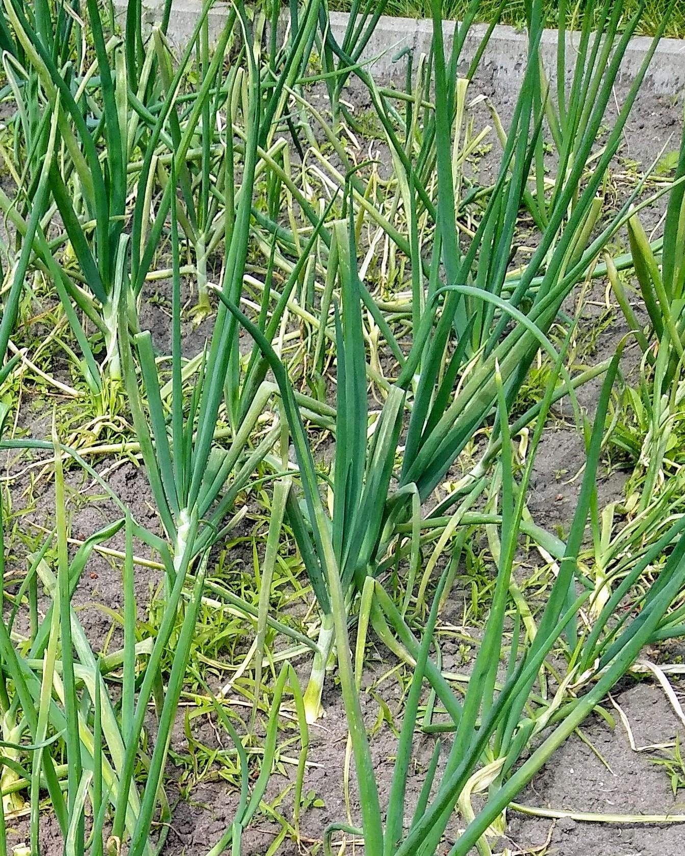 Ist das Zwiebel oder ist das Knoblauch ? (Gesundheit, Pflanzen, Garten)