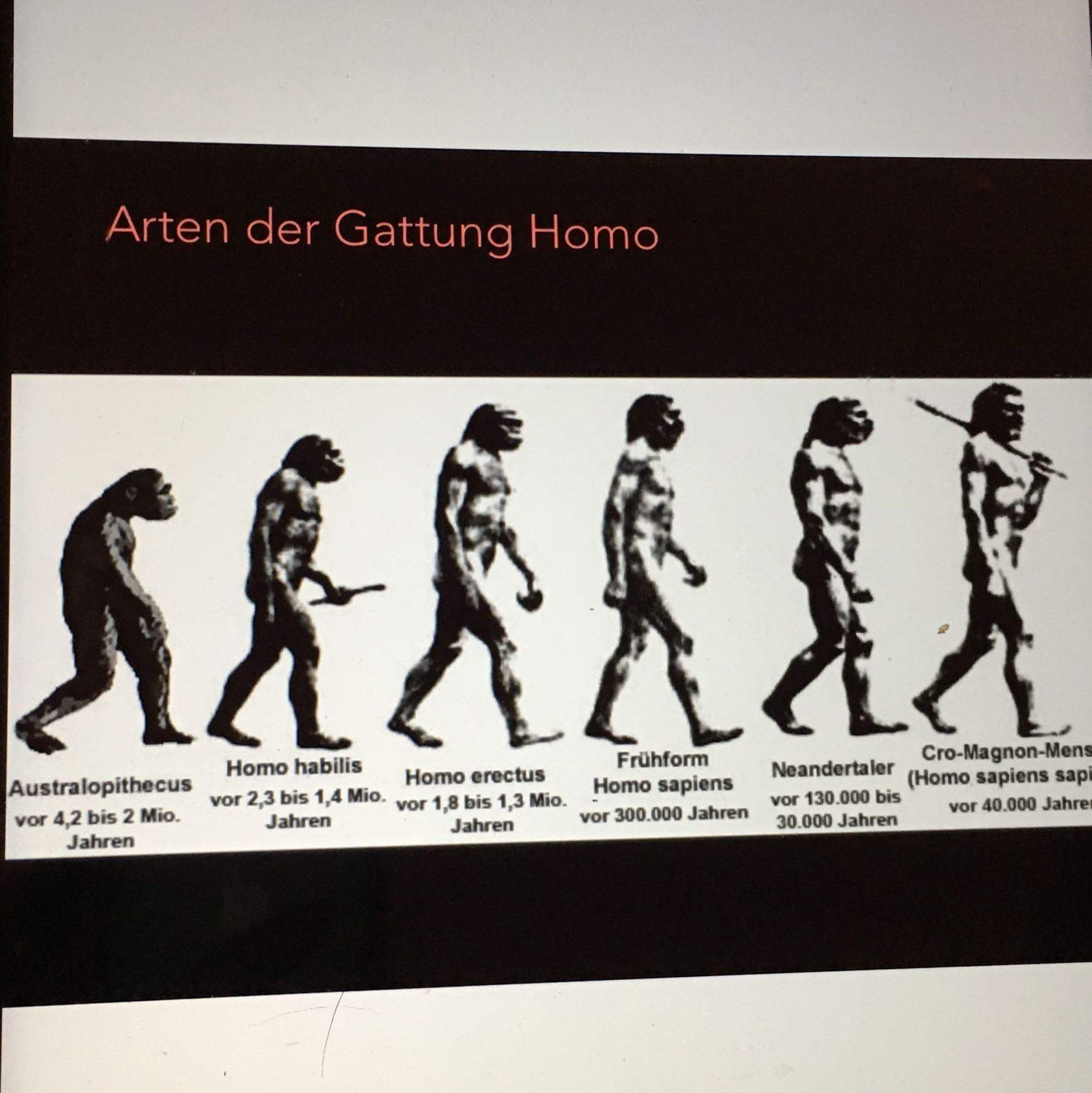 Ist der Australopithecus eine eigene Gattung oder gehört er der Gattung ...