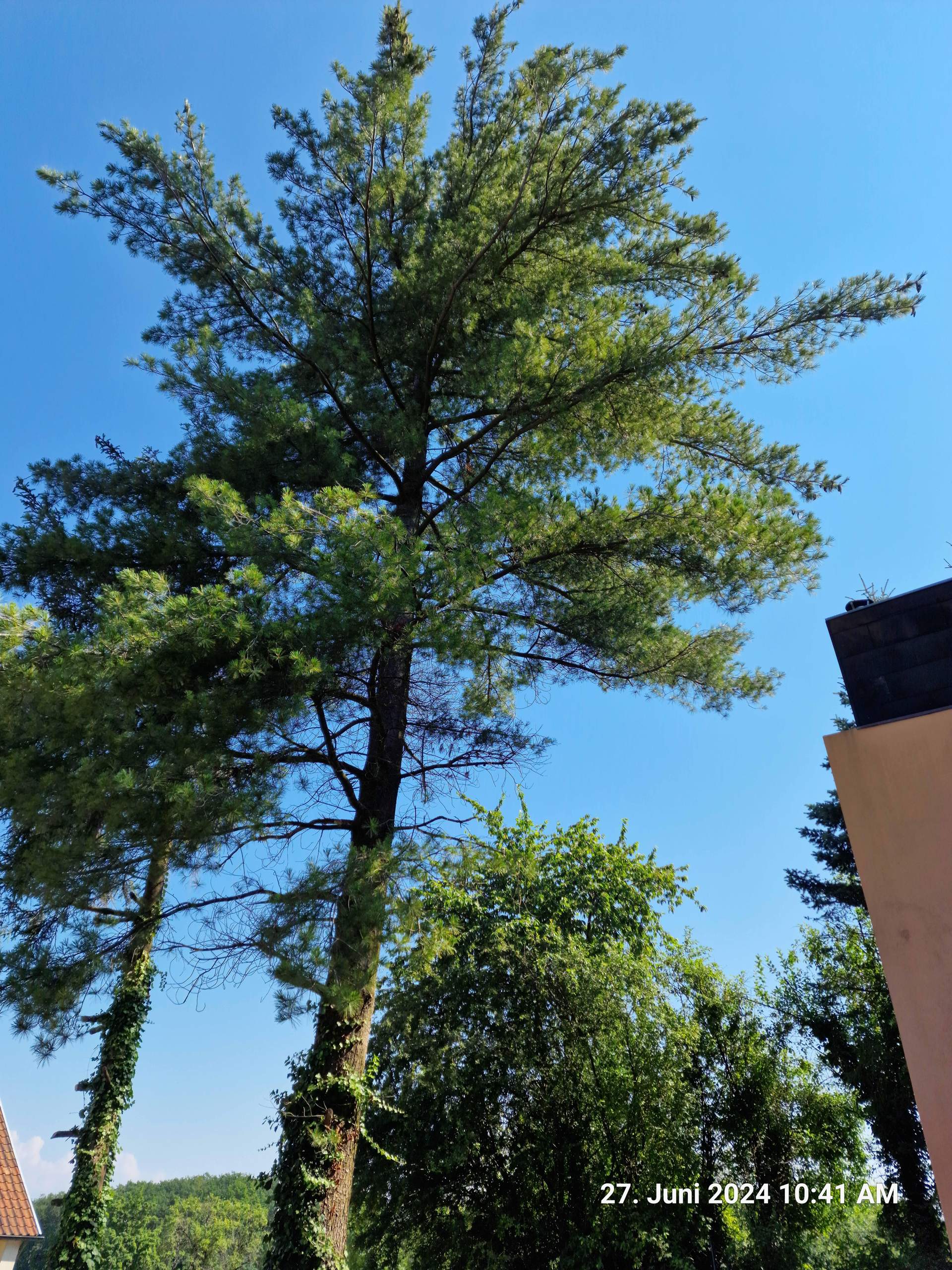 Ist der Baum krank? (Pflanzenpflege, Schädlinge, Botanik)