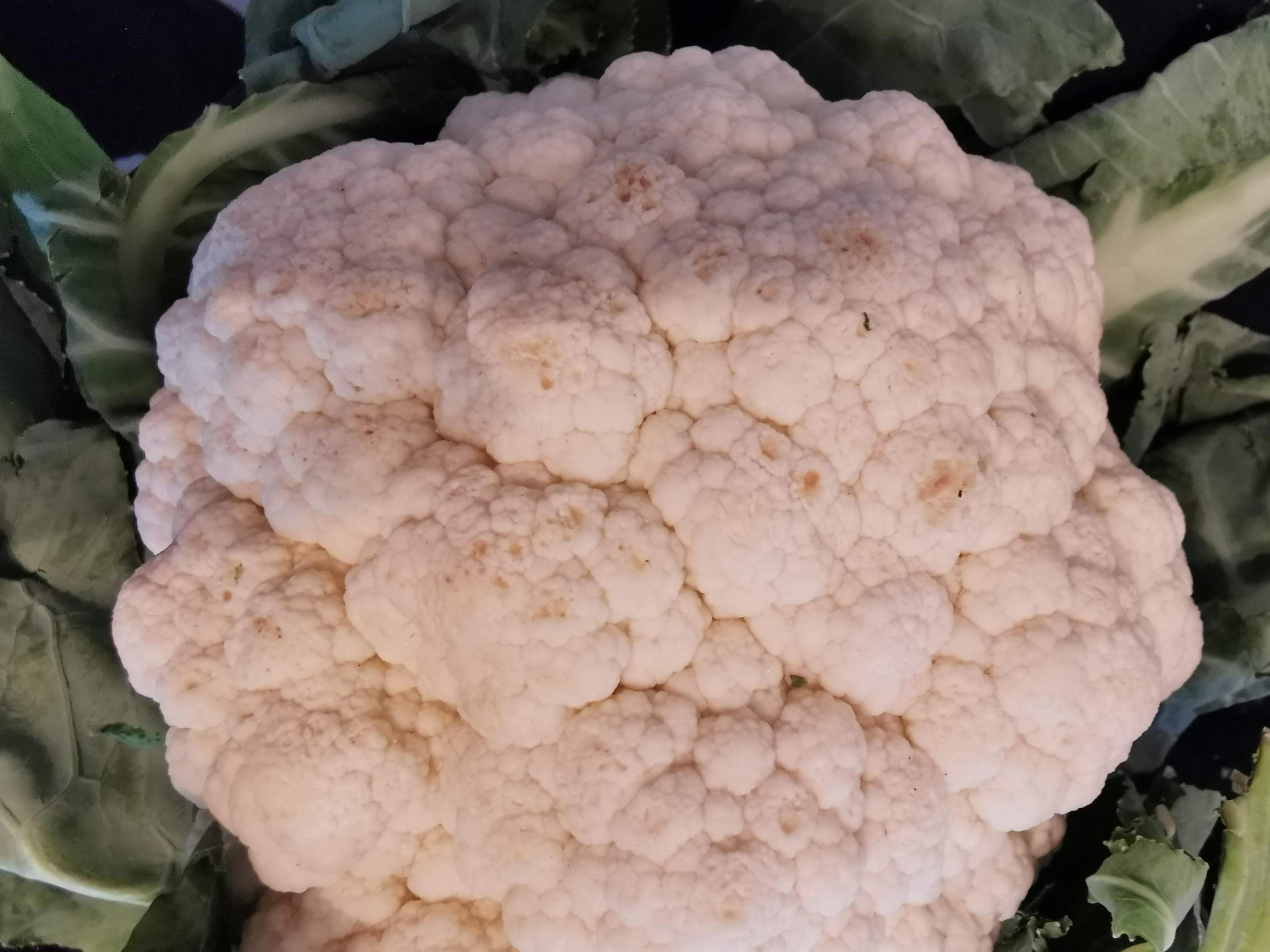 Blumenkohl Bltter Essbar