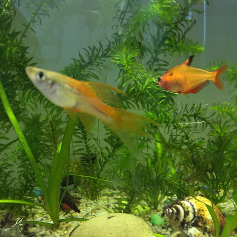 Bild 2 - (Fische, Aquarium, Trächtig)