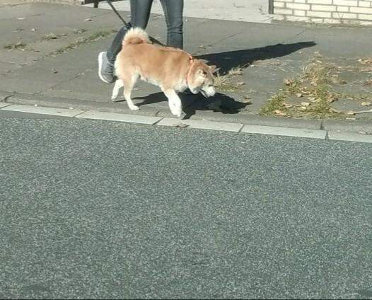 - (Tiere, Hund, Hunderasse)