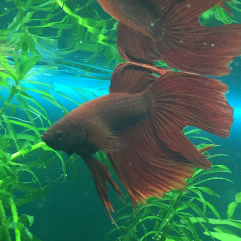 Mein Männchen mit Loch im Schwanz - (Fische, Aquarium, Geschlecht)