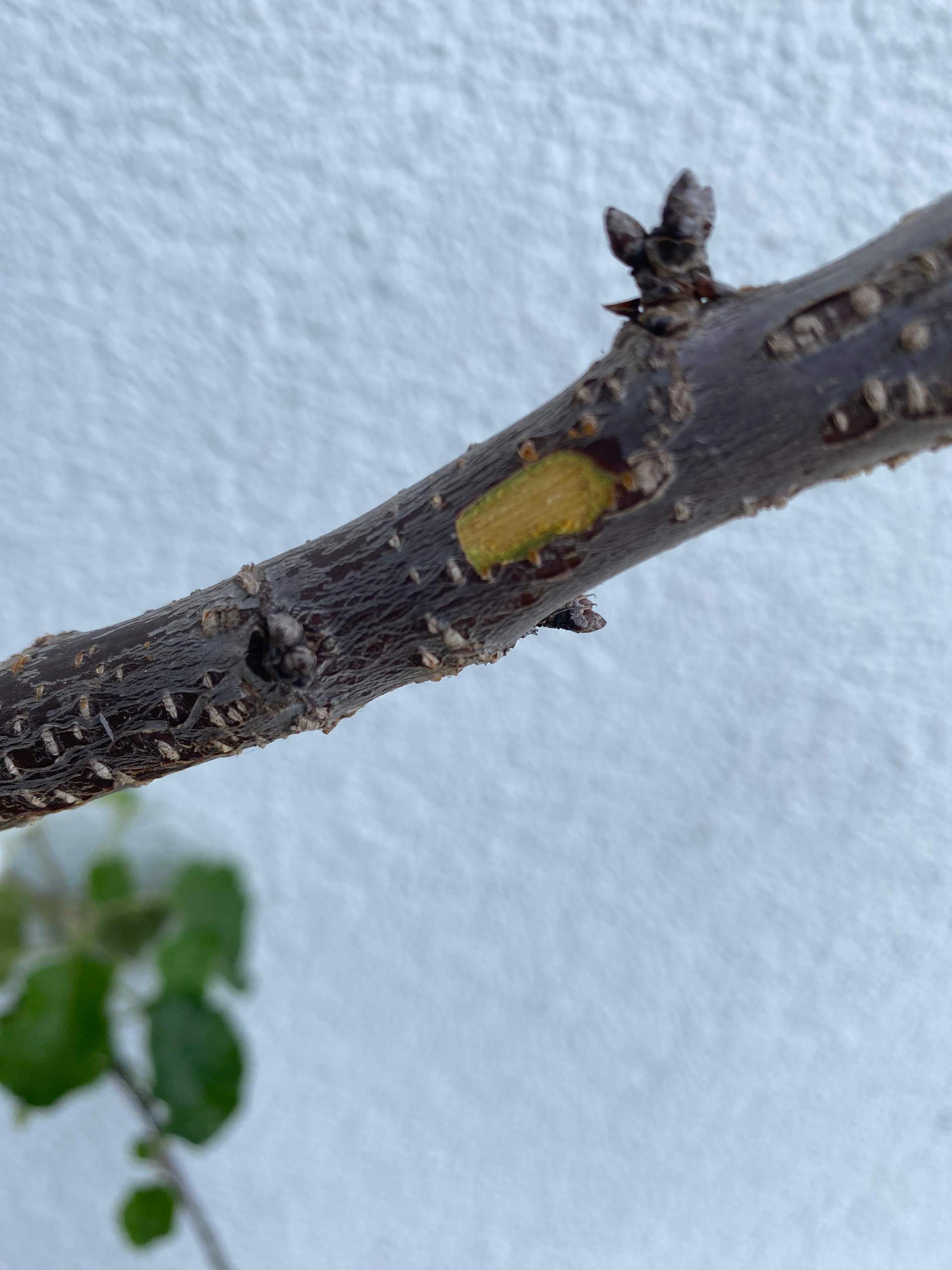 Ist der Kirschbaum tot? (Pflanzen, Garten, Baum)