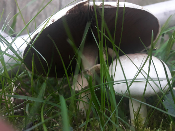 Ist Der Pilz Essbar Garten Natur Pilze