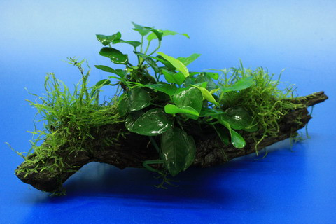 Anubia - (Aquarium, Aquascapen)