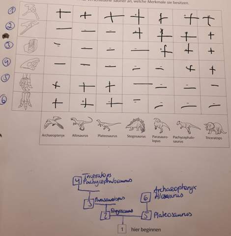 Ist Der Stammbaum Hier Stimmig Schule Biologie Evolution