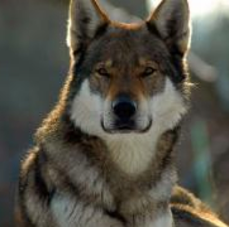 Ist der Tschechoslowakische Wolfshund in Deutschland erlaubt? (Hund