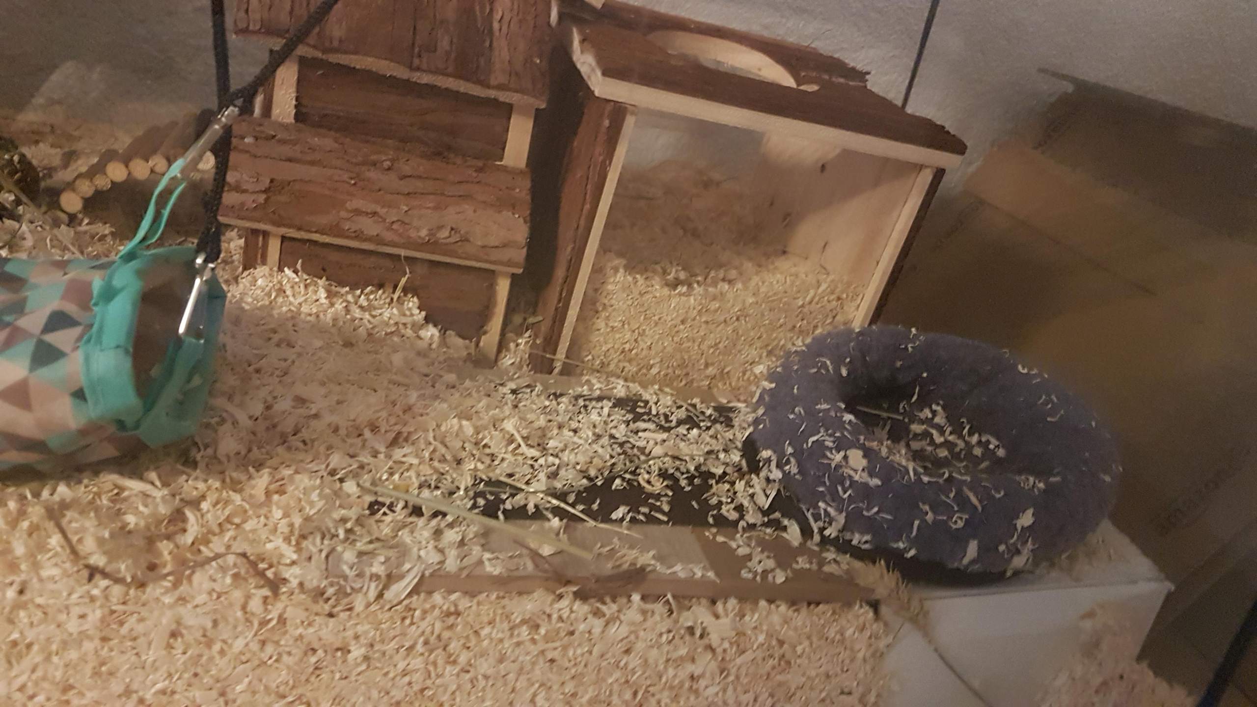 Ist der Zwerghamster Käfig gut? (Hamster, artgerechte Haltung ... - 1 Full Ist der Zwerghamster Käfig gut? (Hamster, artgerechte Haltung ... - 1 Full