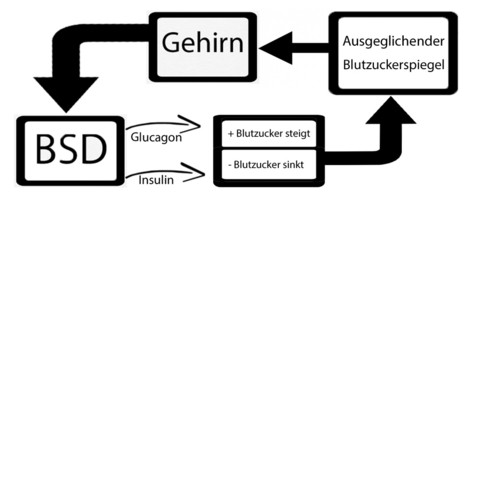 Das ist mein Bild für den Vortrag! - (Medizin, Biologie, Kreislauf)