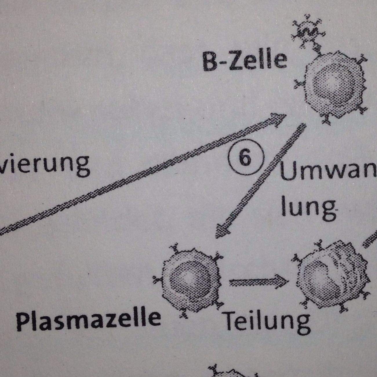 Ist Die B-Zelle Das Selbe Wie Die Plasmazelle? (Biologie, Gymnasium ...