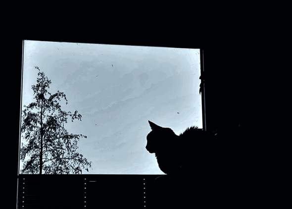 Bild zum Beitrag