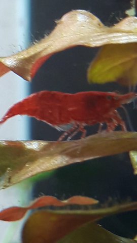 - (Krankheit, Fische, Aquarium)