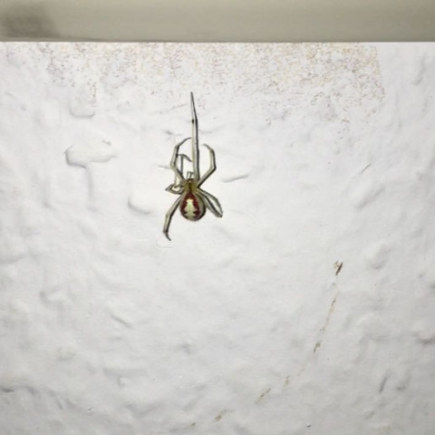 Bild 1 - (Spinnen, giftig, Spinnenart)