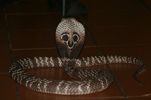 Ist Die Haltung Von Brillenschlangen Schwierig Tiere Tierhaltung
