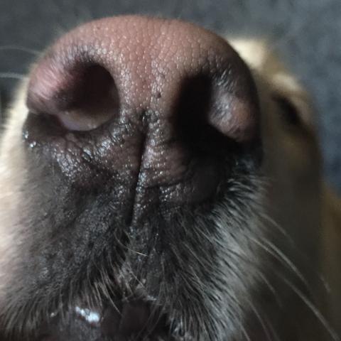 Nase  - (Hund, krank, Nase)