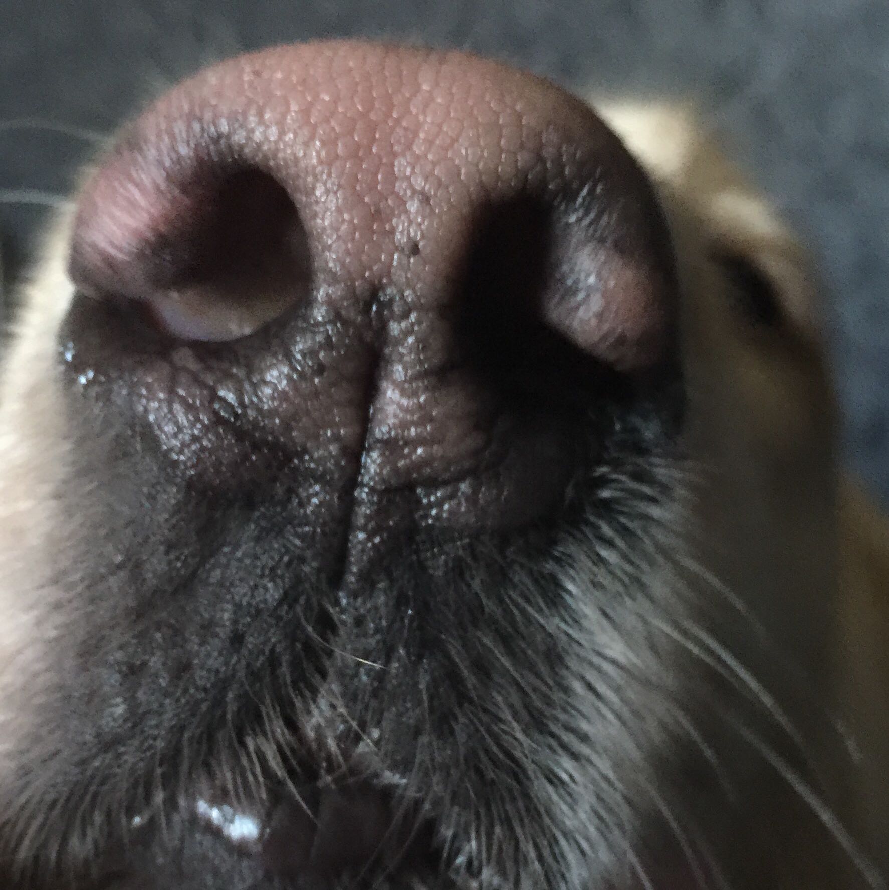 ist die nase von meinem hund normal krank gesund