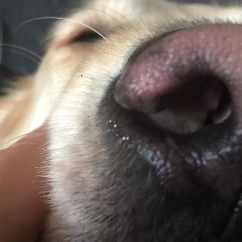 ist die nase von meinem hund normal krank gesund
