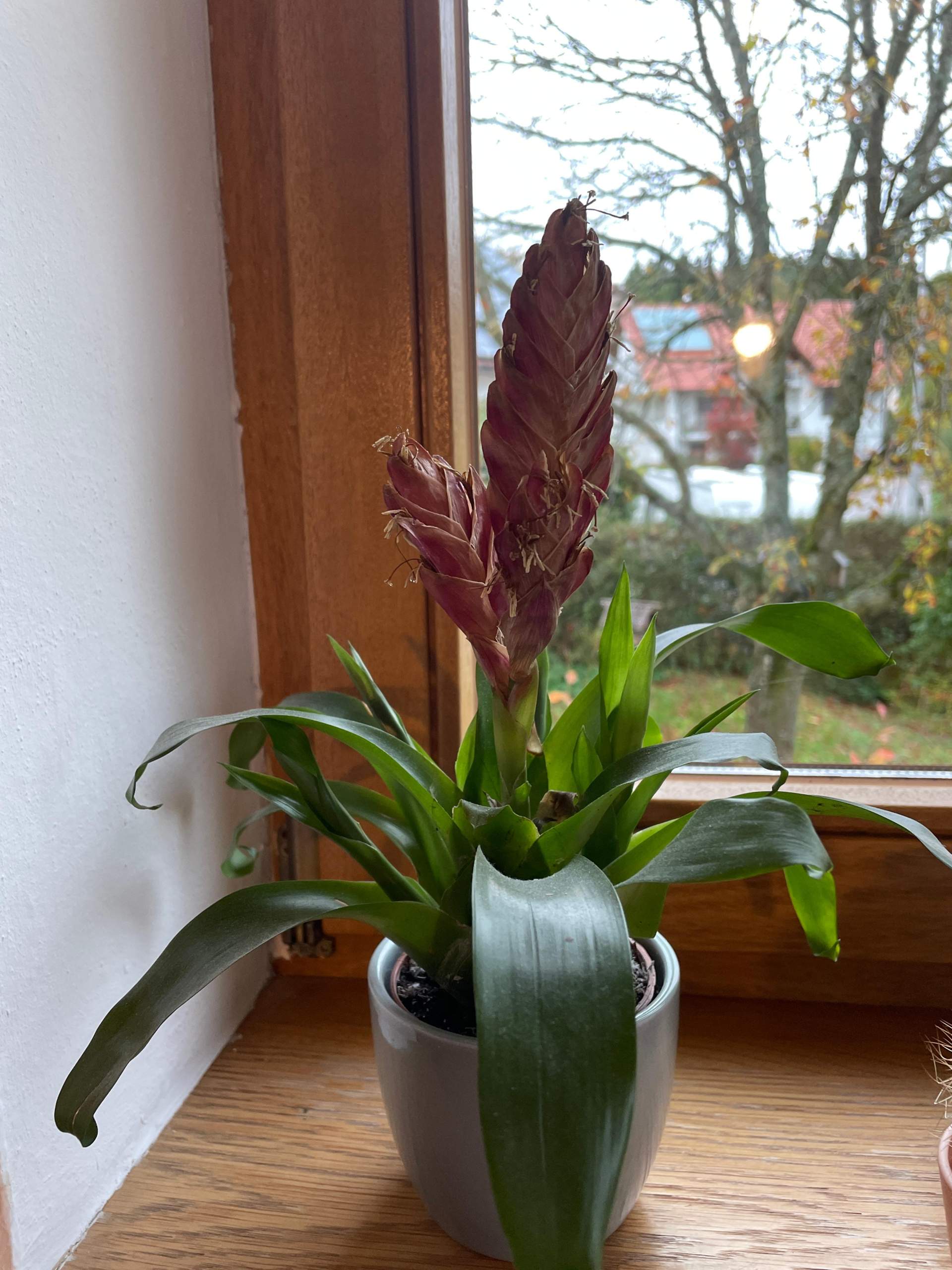 Ist die Pflanze giftig für Katzen?