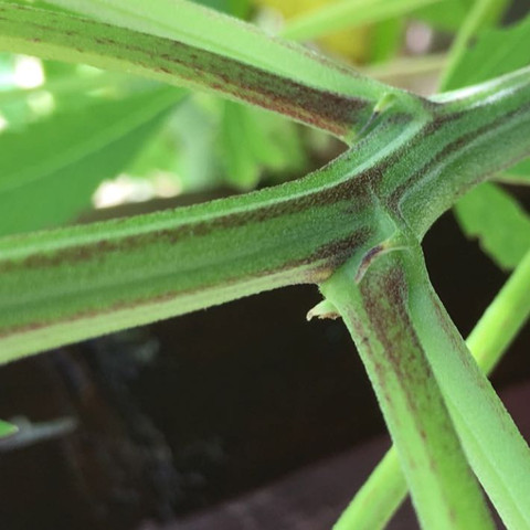 Das bedeutet doch weiblich? - (Pflanzen, illegal, Cannabis)