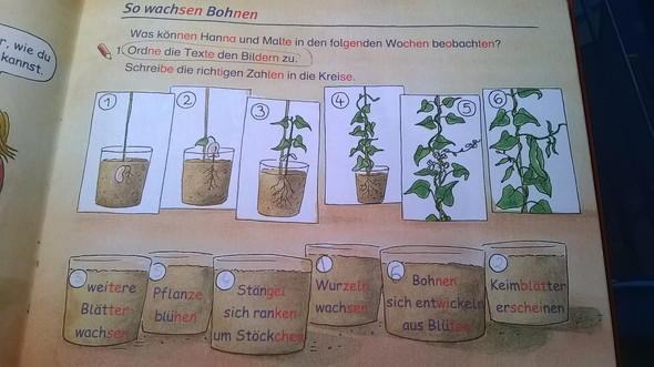 Bohnenwachstum - (Schule, Hausaufgaben, Pflanzen)