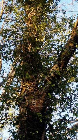 ist die schiere Biomasse von "Efeu" an Stämme von Bäumen im Wald schädlich für die Bäume?
