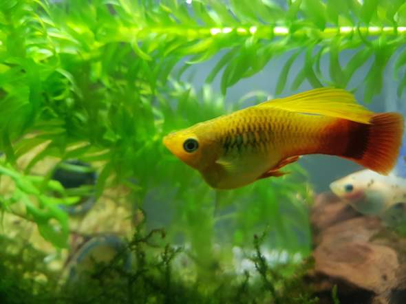 Ist Die Schwanger Fische Aquarium Aquaristik Ist Die Schwanger Fische Aquarium Aquaristik