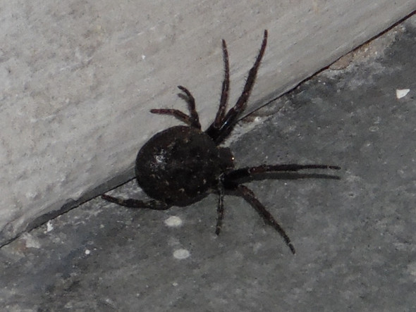 Spinne - (Spinnen, Gefahr, schwarze-witwe)