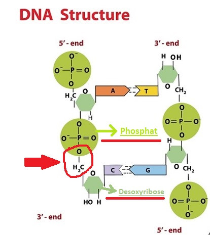 Ist die Verbindung O3-P-O-Ribose in der DNA eine O-glykosidische Bindung im Rahmen einer einer Phosphorsäurediesterbindung?